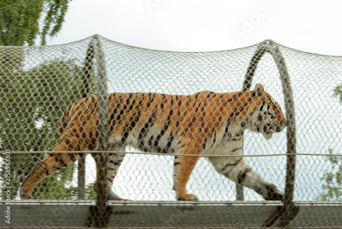 Iron mesh tube is a way to exhibit dangerous animals to crouds..
