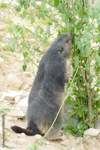 The alpine marmot (Marmota marmota) likes to eat plants.