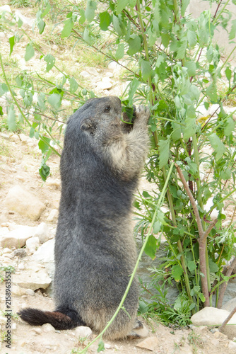 The alpine marmot (Marmota marmota) likes to eat plants.