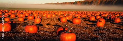 Sunlit pumpkin field filled with autumn harvest, seasonal abundance concept for harvest website banner