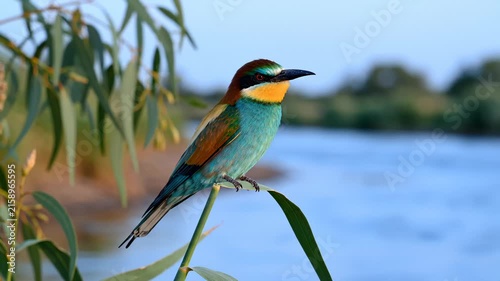 European Bee-Eater Perched on a Reed Near a River