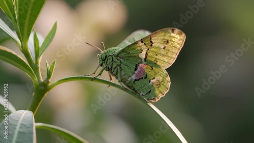 Green Moth Resting on a Plant Leaf and Opening Its Wings in the Sunlight