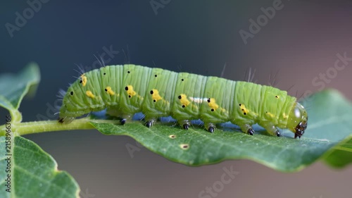 Macro Close Up of a Green Caterpillar Crawling on a Leaf in Nature