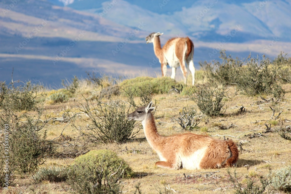 Naklejka premium Wild guanacos on a grassy hillside in Torres del Paine National Park Patagonia Chile 