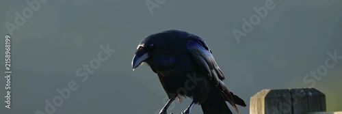 Black raven perched against blurred nature, ominous mystery concept for gothic website banner with copy space. Halloween concept