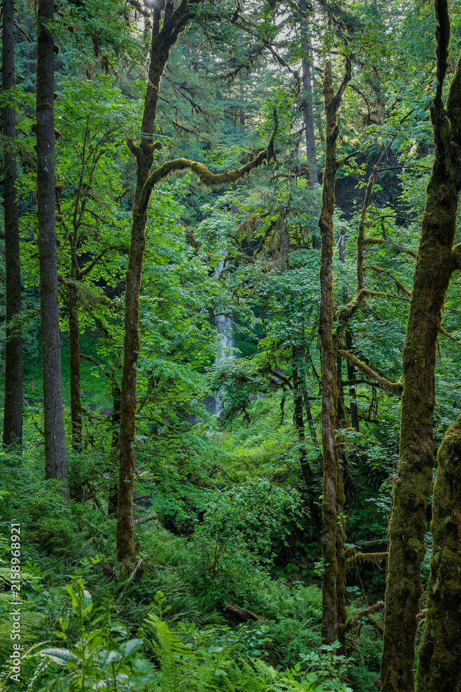 Fototapeta premium Hidden waterfall in lush greenery at Silver Falls State Park