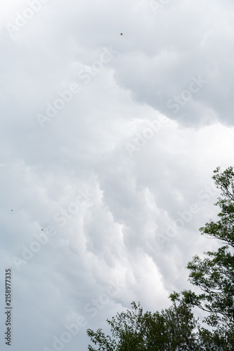 Quadro su tela overcast sky with dense gray clouds and tree branches in the corner