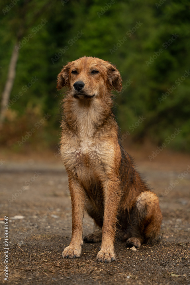 Obraz premium wet brown dog sitting on dirt ground with blurred green forest background
