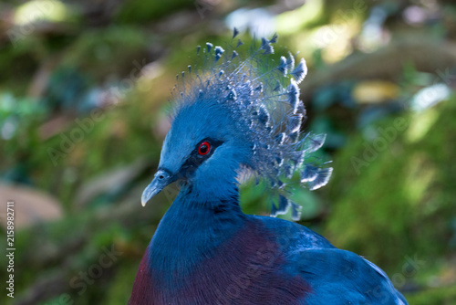 Foto Victoria Crowned Pigeons are native to the lowland forests of New Guinea and nearby islands
