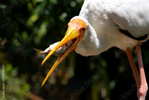 Canvas Print The painted stork (Mycteria leucocephala) is a large wader in the stork family