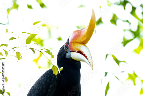 Foto The rhinoceros hornbill (Buceros rhinoceros) is a large species of forest hornbill (Bucerotidae)