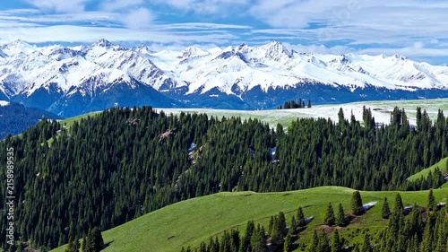 Aerial view of green hills with spruce forests against snow-capped mountain peaks in Kalajun Grassland, Ili, Xinjiang, China.