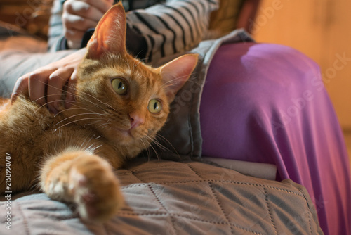 Orange tabby cat relaxing on a sofa while a child gently strokes its head at home, conveying affection, comfort, companionship and a calm domestic atmosphere