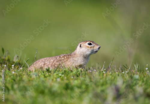 Canvas Print European Ground Squirrel (Spermophilus citellus) lying low in short green grass, looking alertly to the right in side profile