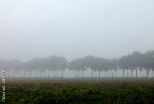 Row of trees lines the horizon above a dark plowed field, photographed on a misty day with plenty of empty space for adding text
