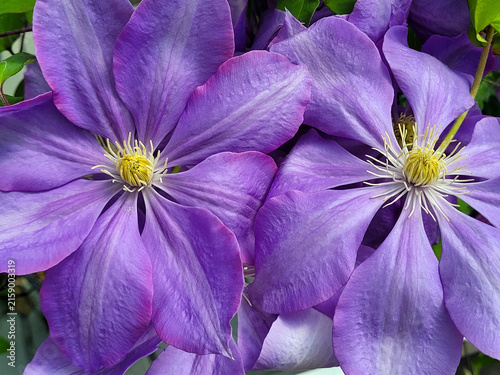 Close up of two beautiful purple clematis flowers