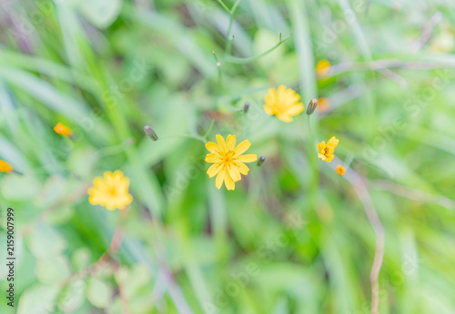 Yellow wildflowers blooming among green summer foliage, macro nature