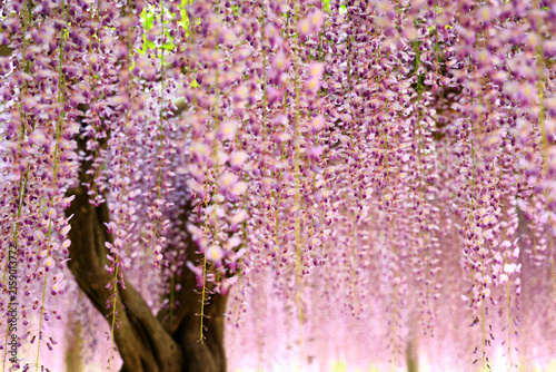 満開の藤の花　あしかがフラワーパーク