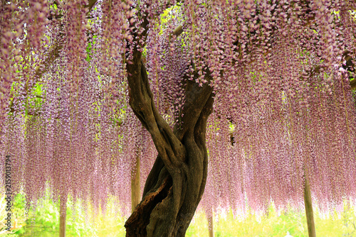 満開の藤の花　あしかがフラワーパーク