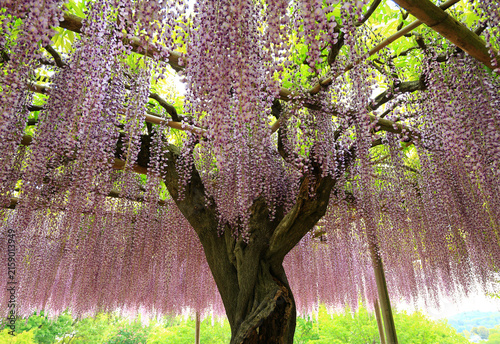 満開の藤の花　あしかがフラワーパーク