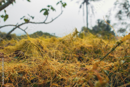 Konstfotografi Close up yellow parasitic dodder plant growing on green leaves