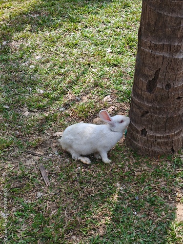Foto The mischievous little rabbit