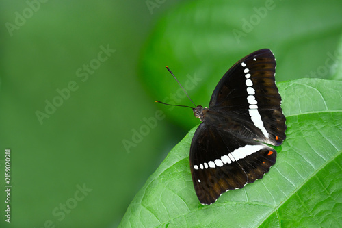 Photography Redtail Marquis ( Euthalia recta )  on green leaf close up