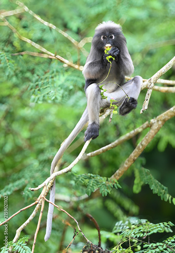 Dusky leaf monkey  eating fruit on the tree at Kaeng Krachan National park,western thailand