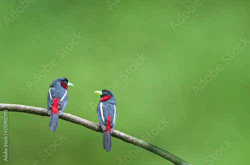 male and female Black-and-Red Broadbill (Cymbirhynchus macrorhynchos) perched on tree branches , Kaeng Krachan National Park , Thailand