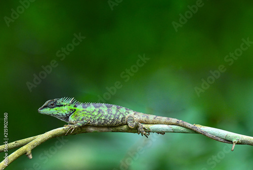 Forest crested lizard ( Calotes emma ) on a dry branch