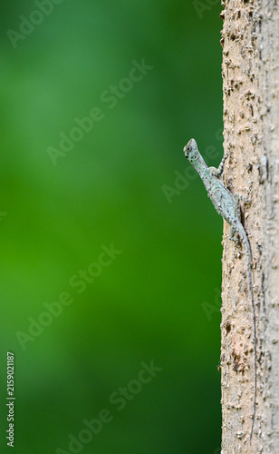 Flying dragon ( Draco ) is clinging to the tree trunk