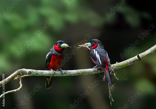 male and female Black-and-Red Broadbill (Cymbirhynchus macrorhynchos) carry dry grass to build their nests , Kaeng Krachan National Park , Thailand