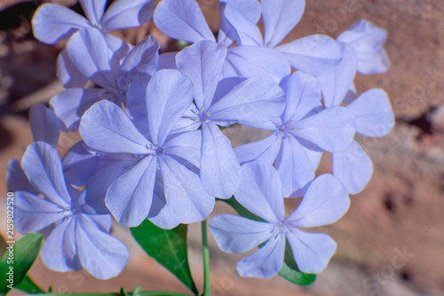 Canvastavla Plumbago auriculata blue flowers in the garden.