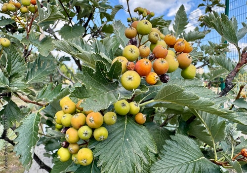 Canvastavla Hawthorn berries ripen on the tree.
