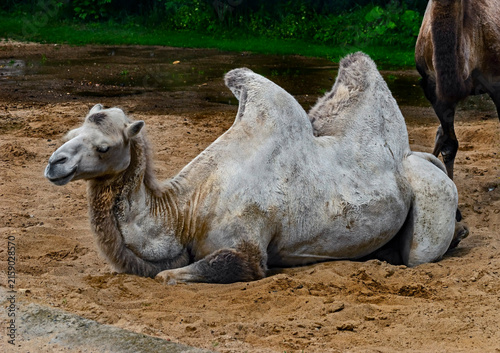 Quadro su tela White bactrian camel on the sand