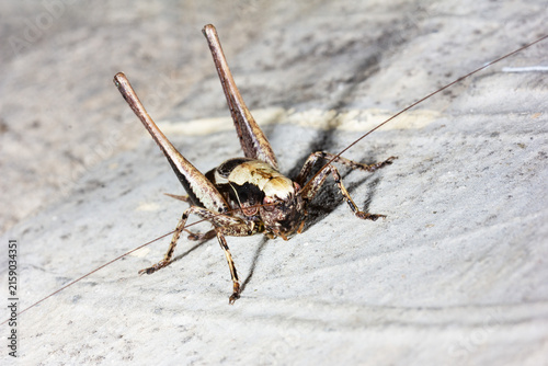 A large gray grasshopper with long antennae on a gray background