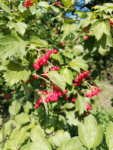 Close-up of vibrant red viburnum berries growing on branches among green leaves in a sunny summer garden. Guelder rose bush with ripe fruits, natural outdoor flora, and botanical concept.