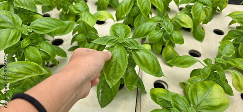 Quadro su tela Leaves of Italian Basil (Hydroponics) plant