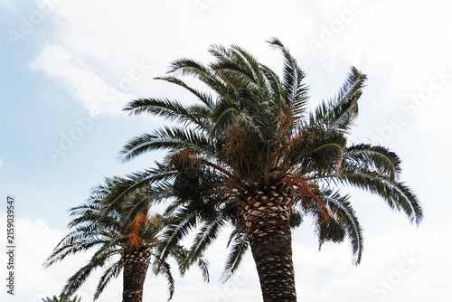 Fotografie Tall palm trees rise against a bright sky on the Montenegrin Adriatic coast, rep