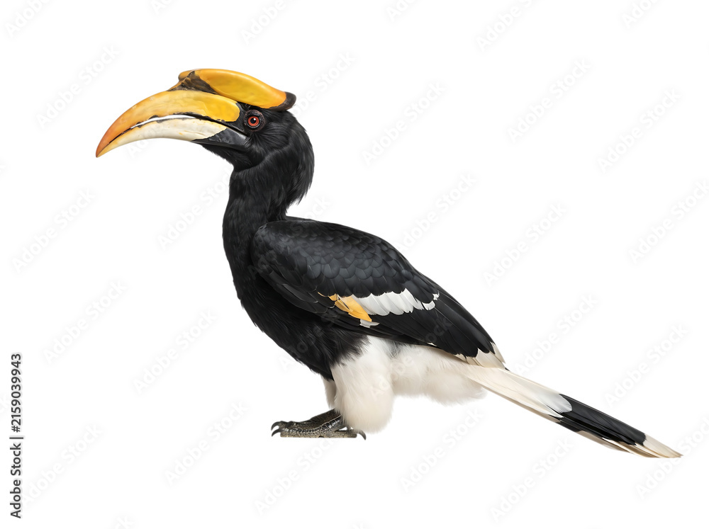 Obraz premium Great Hornbill Bird with Yellow Casque Black Background