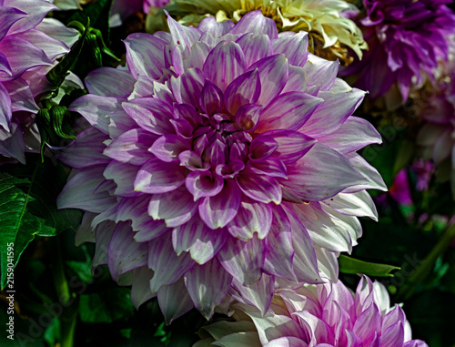 Foto View of dahlia in the garden. Variety - Mikayla Miranda