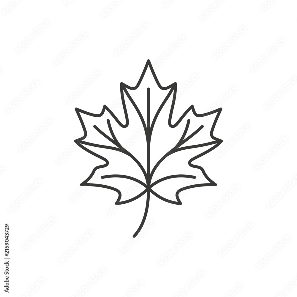 Fototapeta premium Detailed maple leaf line art icon.