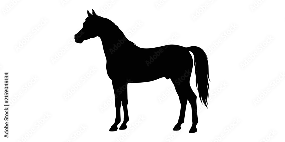 Obraz premium Black silhouette of a standing arabian horse profile view on a white background stallion