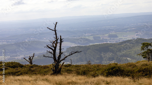 Dry tree silhouette on a mountain summit overlooking the valley