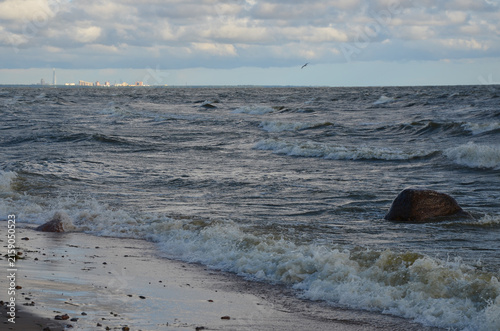 A seagull over the Baltic Sea