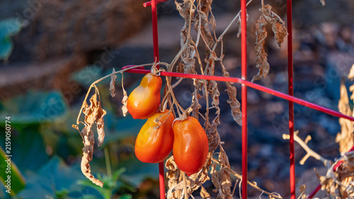 Overripe roma tomatoes hang on a dried plant