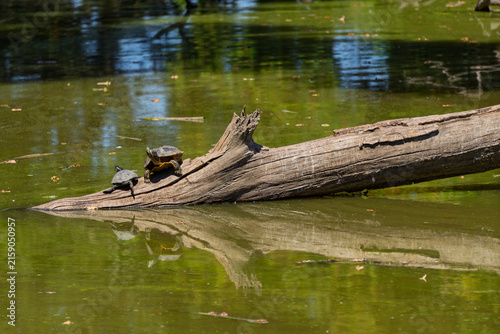Two turtles bask in sunlight on a fallen log