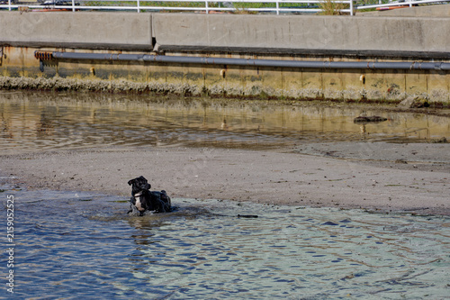 Konstfotografi A black dog splashes and plays in shallow coastal water on a sandy harbor shore beside a concrete dock, conveying energetic movement, seaside textures, and a casual outdoor pet moment