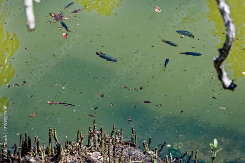 Canvastavla Small fish swim near the surface of a murky green pond, framed by mangrove roots and scattered leaves and debris, conveying a quiet natural habitat affected by organic matter and light reflections