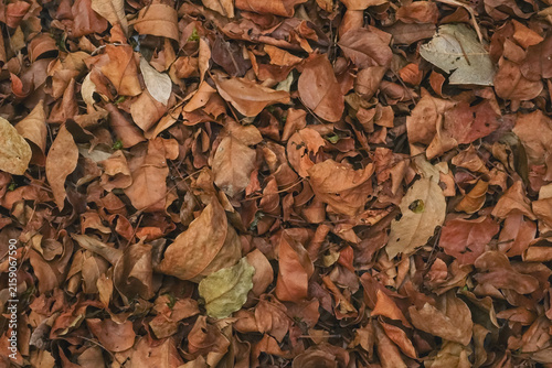 Obraz na plátně Dry brown fallen leaves covering the ground creating an earthy natural texture a
